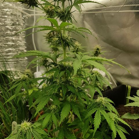 Royal haze automatic  growlog timeline photo