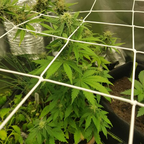 Royal haze automatic  growlog timeline photo