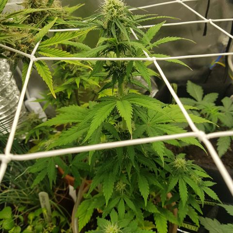 Royal haze automatic  growlog timeline photo