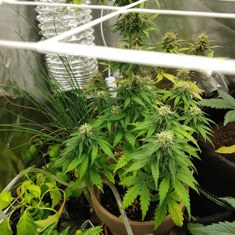 Royal haze automatic  growlog timeline photo