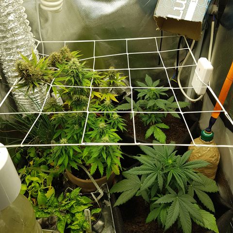 Royal haze automatic  growlog timeline photo