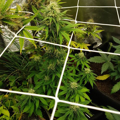 Royal haze automatic  growlog timeline photo