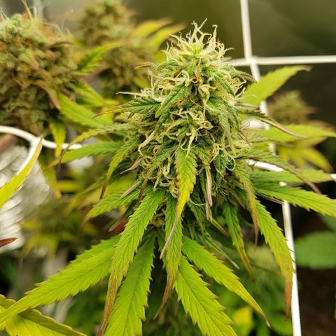 Royal haze automatic  growlog timeline photo