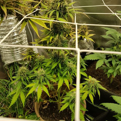 Royal haze automatic  growlog timeline photo