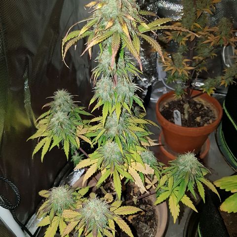 Royal haze automatic  growlog timeline photo
