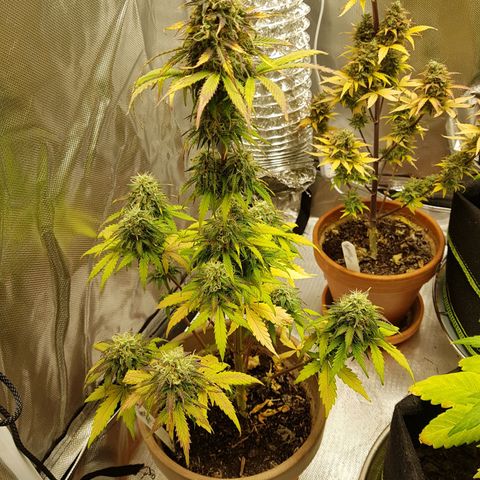Royal haze automatic  growlog timeline photo
