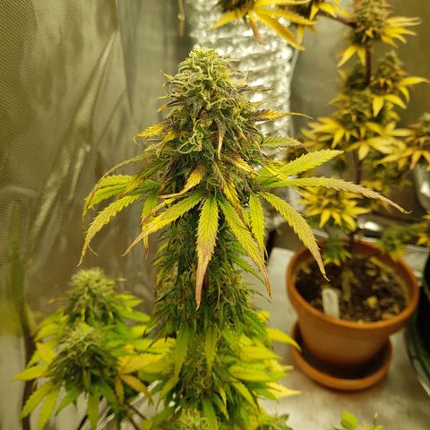 Royal haze automatic  growlog timeline photo