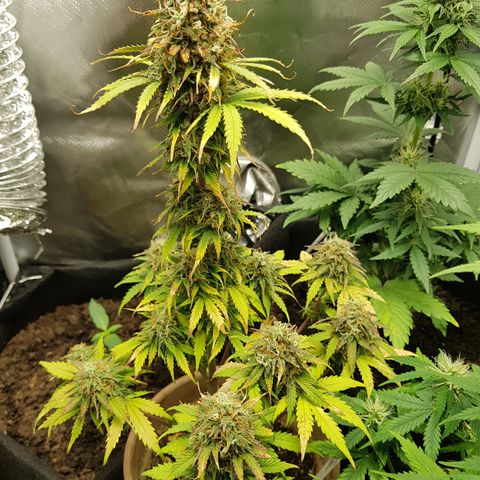Royal haze automatic  growlog timeline photo