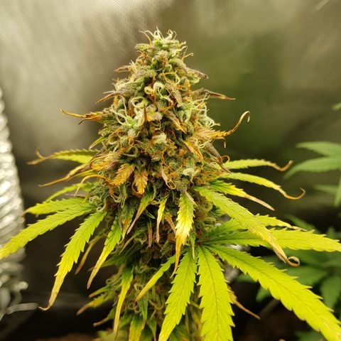 Royal haze automatic  growlog timeline photo