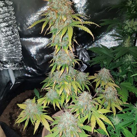 Royal haze automatic  growlog timeline photo