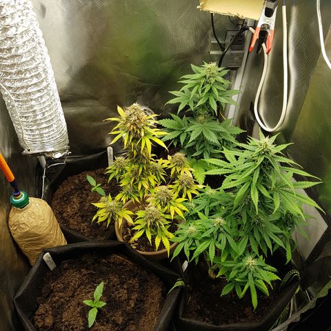 Royal haze automatic  growlog timeline photo