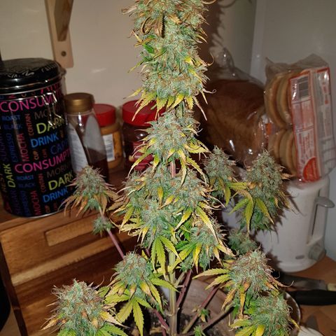 Royal haze automatic  growlog timeline photo