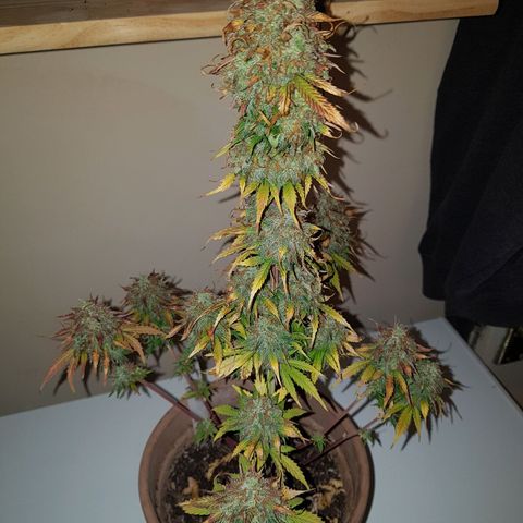 Royal haze automatic  growlog timeline photo