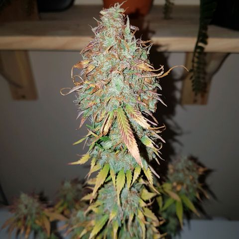 Royal haze automatic  growlog timeline photo