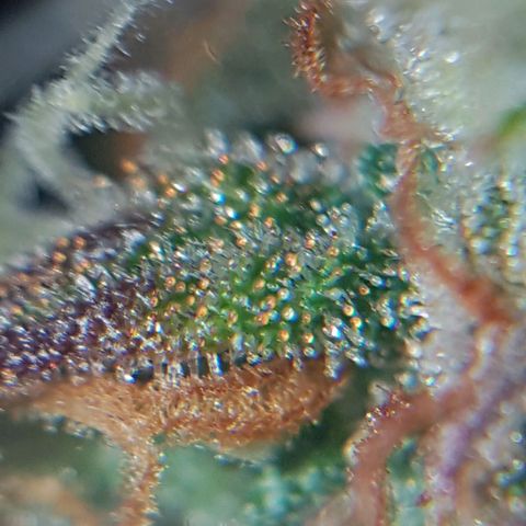 Royal haze automatic  growlog timeline photo