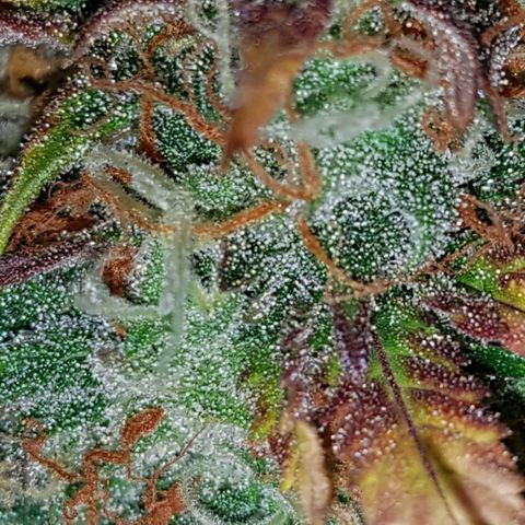 Royal haze automatic  growlog timeline photo