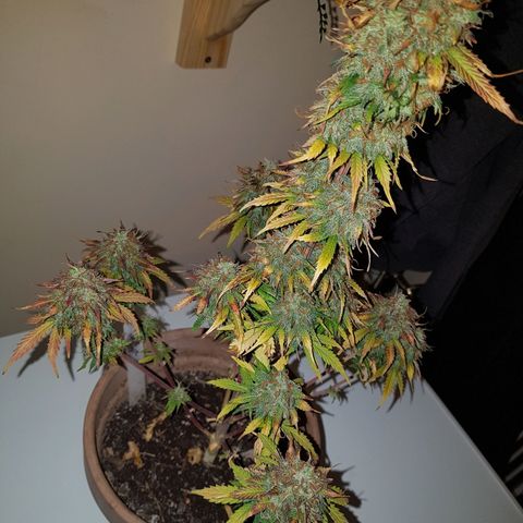 Royal haze automatic  growlog timeline photo