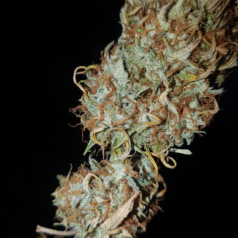 Royal haze automatic  growlog timeline photo