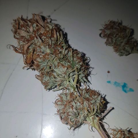 Royal haze automatic  growlog timeline photo