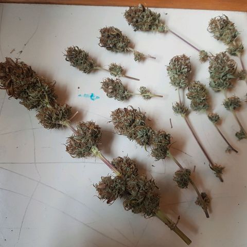 Royal haze automatic  growlog timeline photo