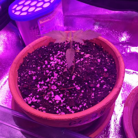 Bertha growlog timeline photo