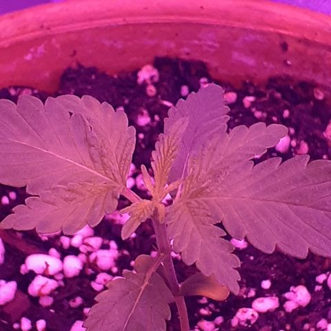 Bertha growlog timeline photo