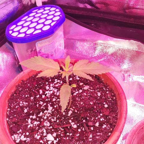 Bertha growlog timeline photo