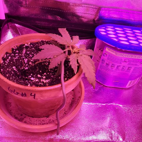 Bertha growlog photo: 1 month old