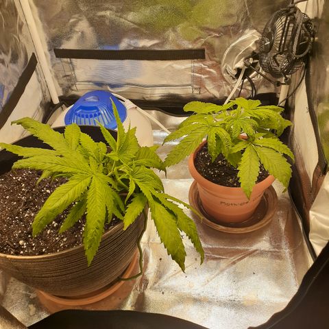 Hoe Bag growlog photo: D/C #1 wk 3 of Veg, D/C #2 wk 2 of Veg
