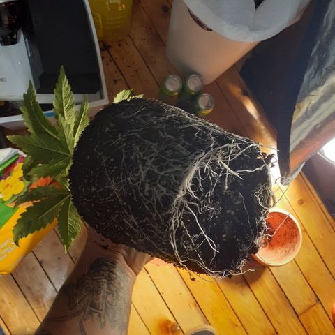 Hoe Bag growlog photo: Transplant week 2 Veg