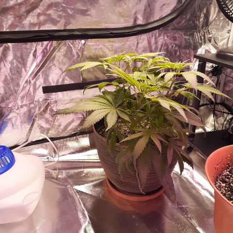 Bertha growlog timeline photo