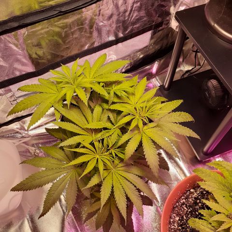 Bertha growlog timeline photo