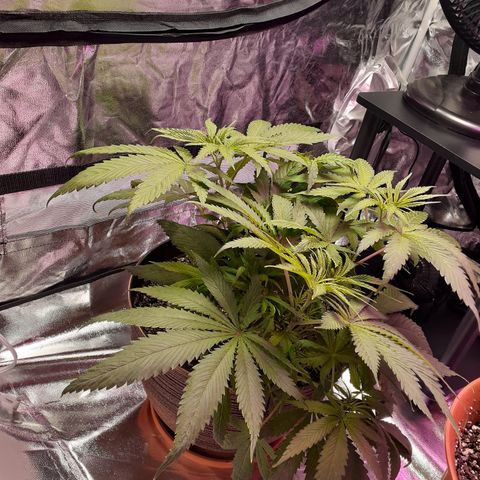 Bertha growlog timeline photo