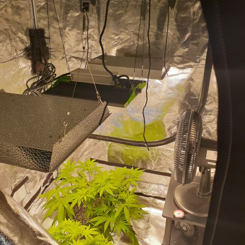 Hoe Bag growlog photo: New lights added to the tent 