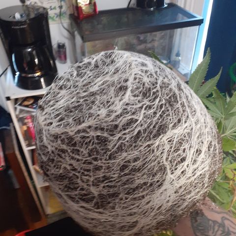 Hoe Bag growlog photo: Transplant to final pots 5 gal 