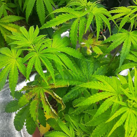 Hoe Bag growlog photo: Transplant to final pots 5 gal 