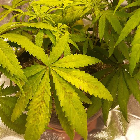 Hoe Bag growlog photo: Transplant to final pots 5 gal 