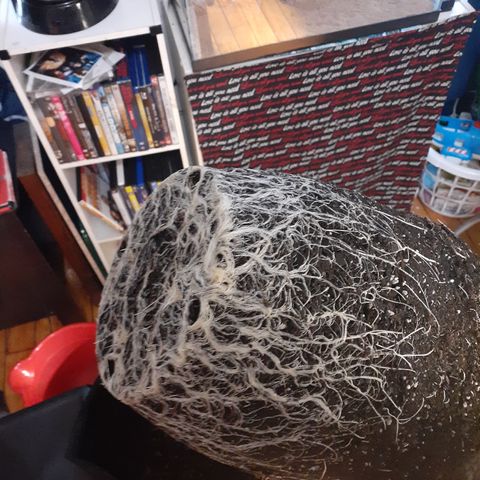 Hoe Bag growlog photo: Transplant to final pots 5 gal 