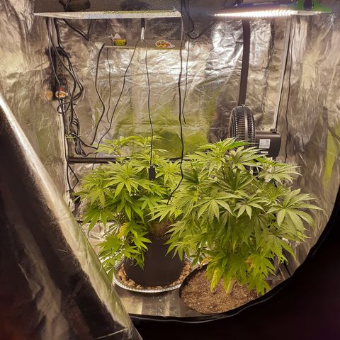 Hoe Bag growlog timeline photo