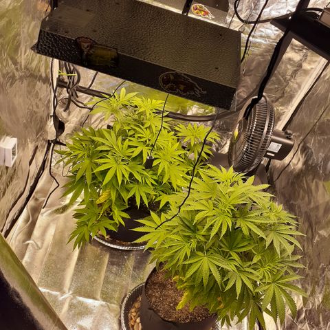 Hoe Bag growlog timeline photo