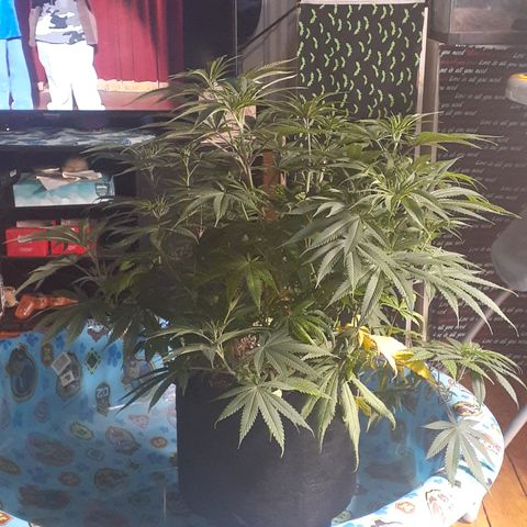 Hoe Bag growlog timeline photo