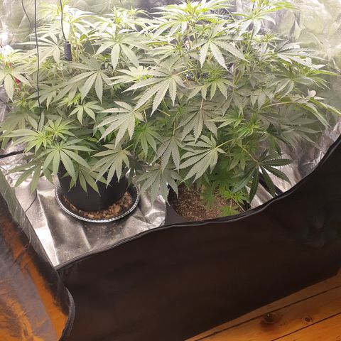 Hoe Bag growlog timeline photo