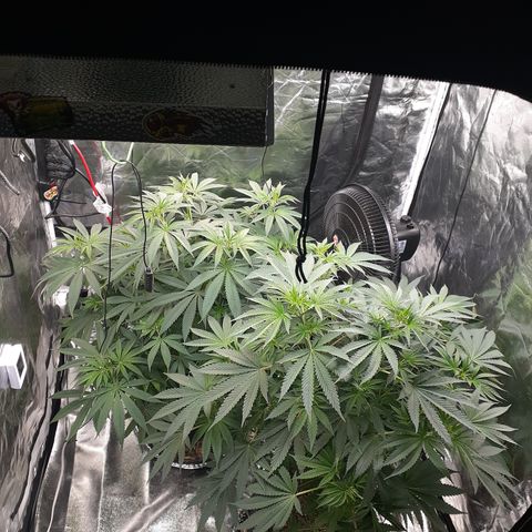 Hoe Bag growlog timeline photo