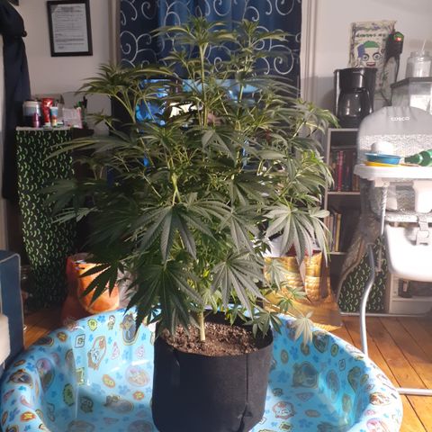 Hoe Bag growlog timeline photo