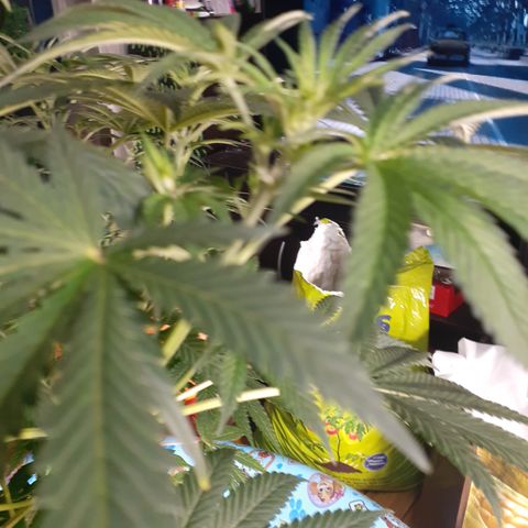 Hoe Bag growlog timeline photo
