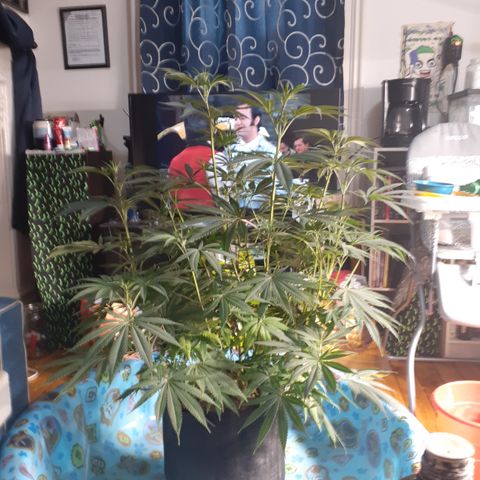 Hoe Bag growlog timeline photo
