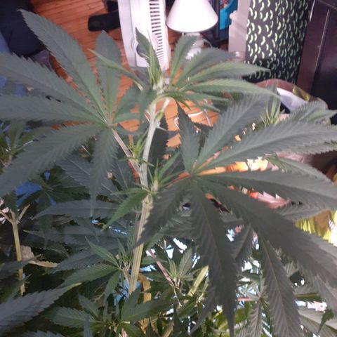 Hoe Bag growlog timeline photo