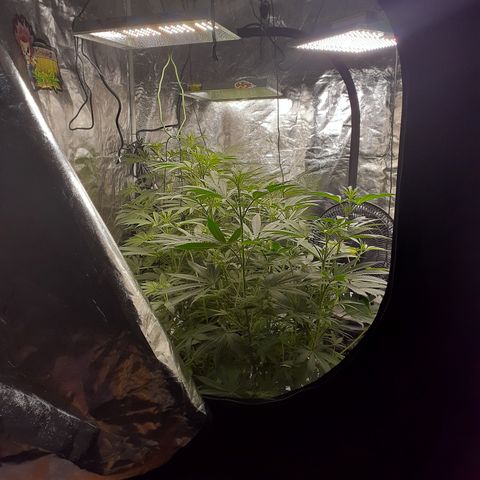 Hoe Bag growlog photo: Raise lights back to 16in