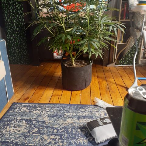 Hoe Bag growlog photo: Week 1 day 5