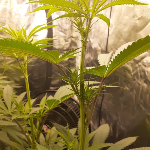 Hoe Bag growlog photo: Week 1 day 5